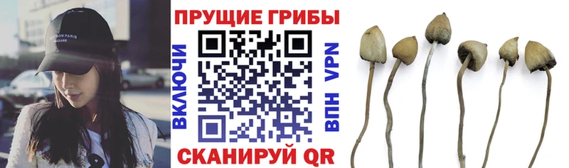 площадка телеграм  Тюмень  Псилоцибиновые грибы прущие грибы  KRAKEN онион 